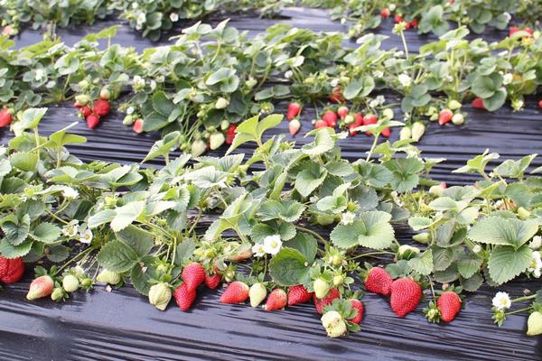 如何培育草莓苗