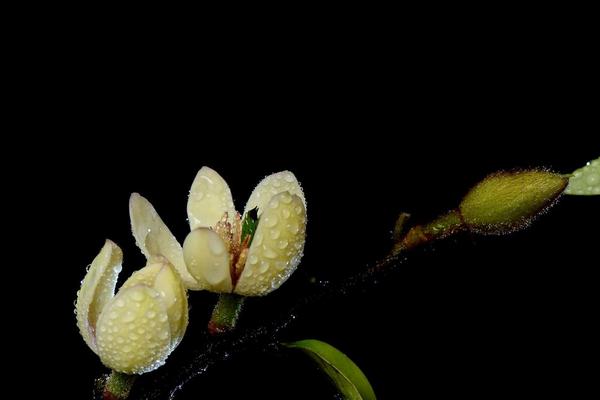 含笑花图片大全 含笑花花语及寓意