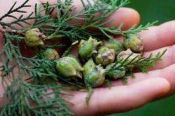 柏树籽的功效与作用及禁忌 柏树籽怎么吃