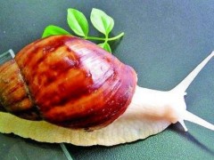 白玉蜗牛市场价格多少钱一斤,夏季该怎样养殖好