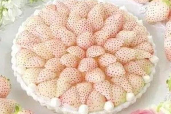 白草莓市场价格多少钱一斤 菠萝莓和白草莓的区别是什么