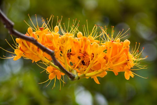 无忧花图片大全 无忧花花语及寓意 无忧花为什么叫无忧花