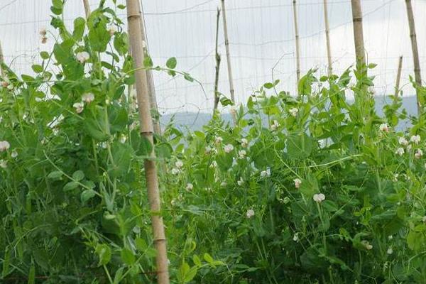 菜豌豆种植技术