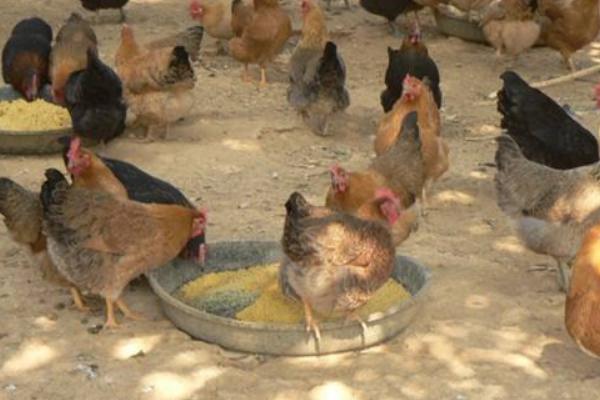 春季养鸡管理方法