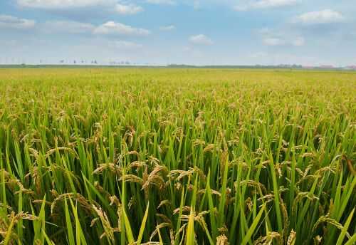 2016种水稻赚钱吗？