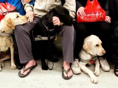 导盲犬市场价格多少钱一只,导盲犬可以上飞机吗