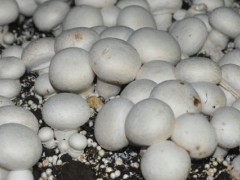 双孢菇高产栽培技术,室内双孢菇种植技术