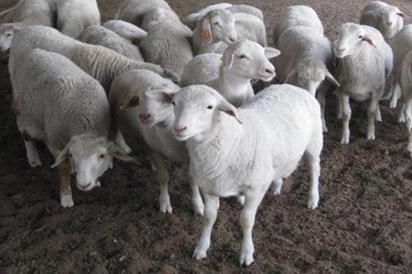 农村很多人不知道的养羊技术，按这六点做可以明显提升出栏率