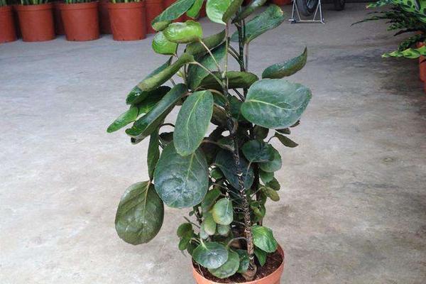 金钱兜叶子变黄怎么办,金钱兜掉叶子的原因及解