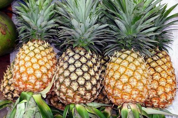 2018种菠萝赚钱吗？菠萝种植的利润与投资成本及前景预测