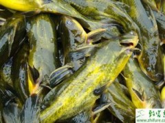 黄颡鱼池塘放养方法