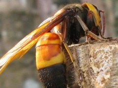 胡蜂养殖技术,胡蜂有蜂蜜吗
