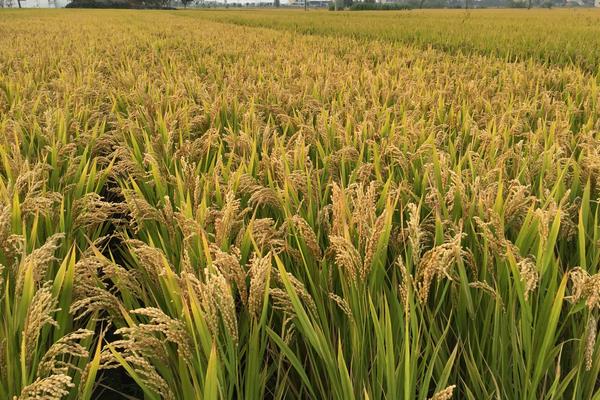 水稻施肥、打药、打虫、晒田时间表 杂交水稻为什么不能留种