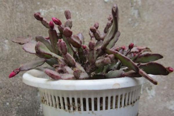落花之舞图片大全(含开花) 落花之舞特点与简介