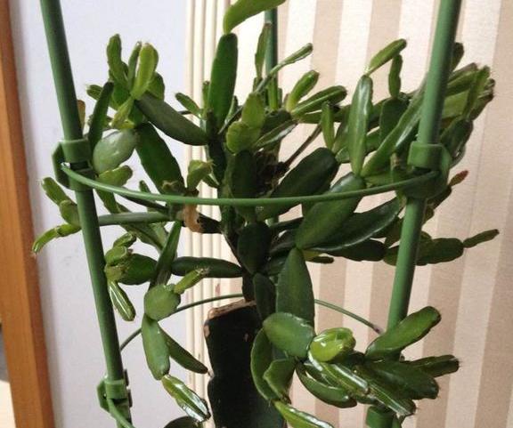 落花之舞图片大全(含开花) 落花之舞特点与简介