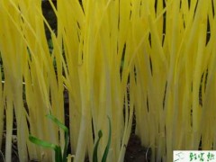 韭黄的播种和肥水管理