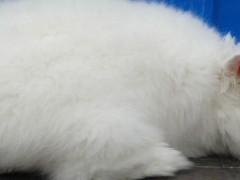 荷兰长毛兔怎么养
