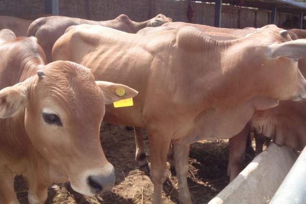 肉牛犊市场价格多少钱一头 三个月的牛犊能卖多少钱