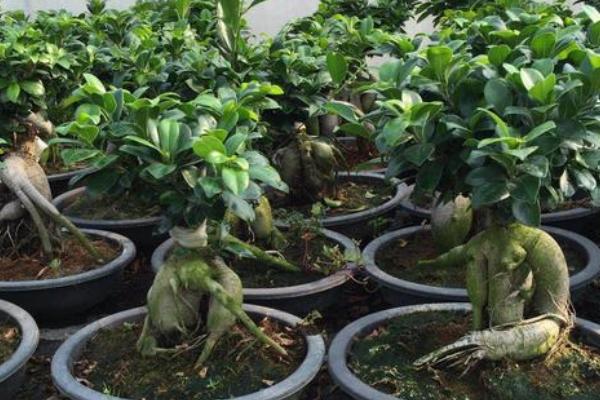 地瓜榕树盆景养殖方法