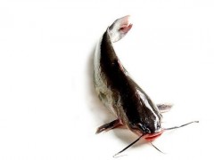 清江鱼市场价格多少钱一斤,清江鱼产地在哪里