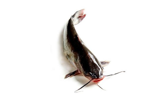 清江鱼市场价格多少钱一斤 清江鱼产地在哪里
