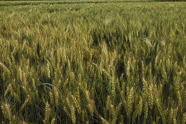 超高产小麦新品种介绍
