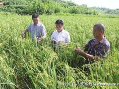 富硒懒人稻品种特色和经济效益