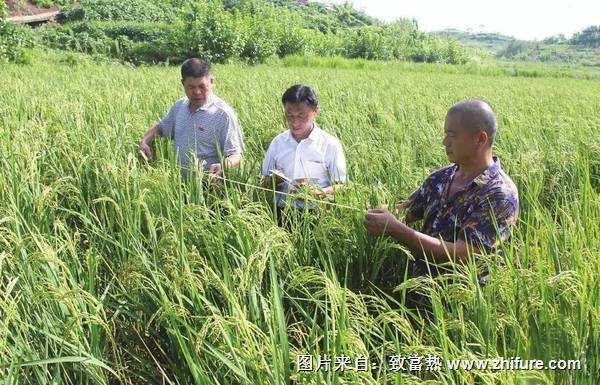 富硒懒人稻品种特色和经济效益