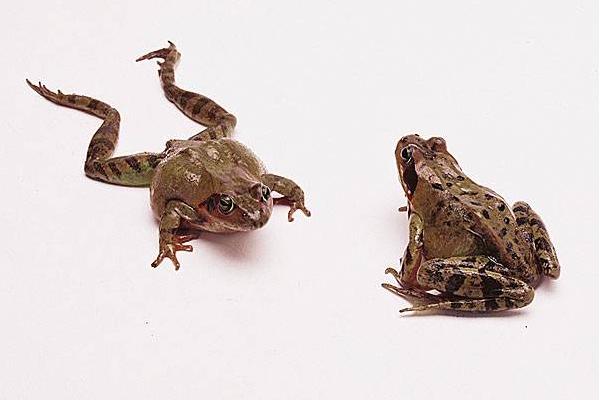 林蛙市场价格多少钱一斤 林蛙是保护动物吗（几级）