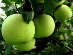 青香蕉苹果市场价格多少钱一斤,青香蕉苹果产地