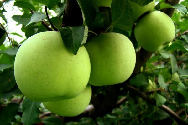 青香蕉苹果市场价格多少钱一斤 青香蕉苹果产地在哪里