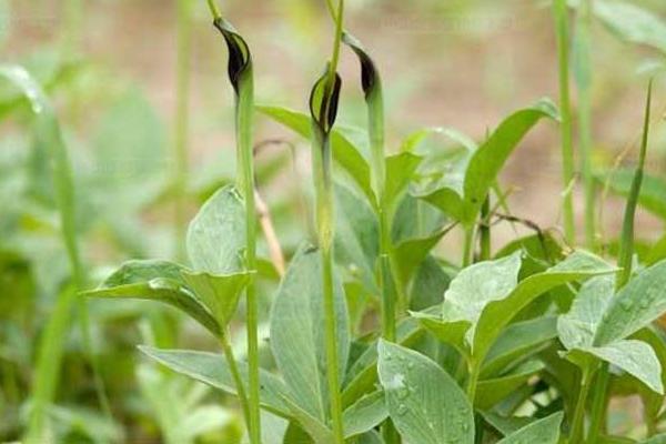 2018种半夏赚钱吗？半夏种植的利润与投资成本及前景预测