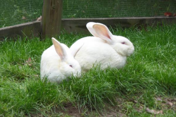 兔子养殖品种有哪些？看完终于知道怎么选了