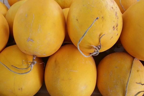 黄河蜜市场价格多少钱一斤 黄河蜜瓜什么时候成熟