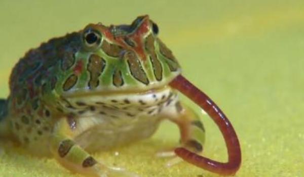 角蛙市场价格多少钱一只 角蛙可以两只一起养吗