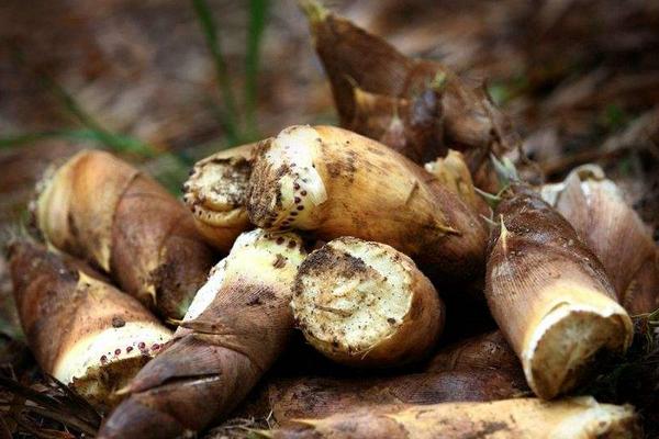 2018种竹笋赚钱吗？竹笋种植的利润与投资成本及前景预测