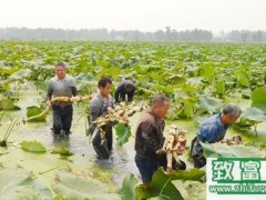 浅水藕的种植方法