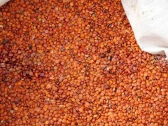 酸枣仁种子市场价格多少钱一斤,酸枣仁种子怎么
