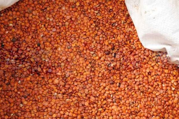 酸枣仁种子市场价格多少钱一斤 酸枣仁种子怎么种