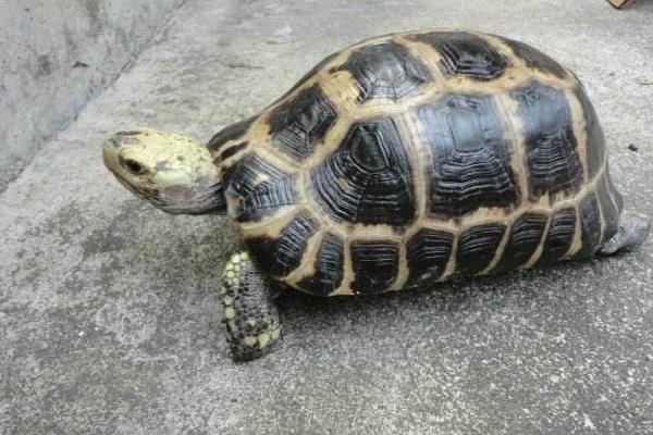 缅甸陆龟市场价格多少钱一只 缅甸陆龟有灵性吗