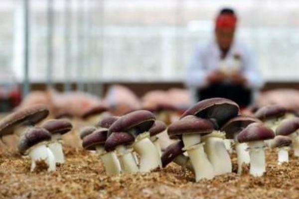 大球盖菇市场价格多少钱一斤 大球盖菇产地在哪里 大球盖菇哪里有卖
