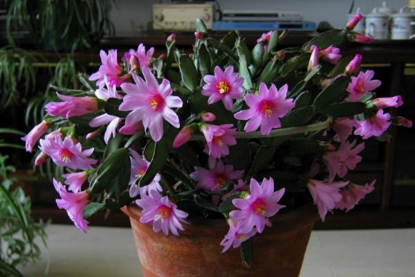 落花之舞图片大全(含开花) 落花之舞特点与简介