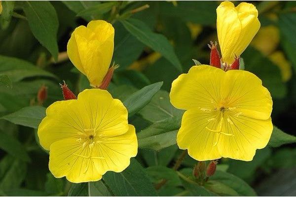 夜来香图片大全 夜来香花语及寓意