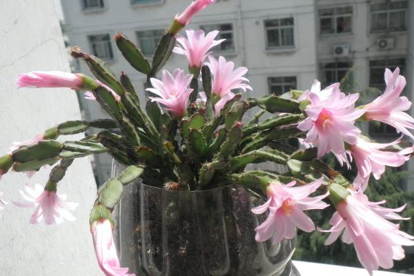 落花之舞图片大全(含开花) 落花之舞特点与简介