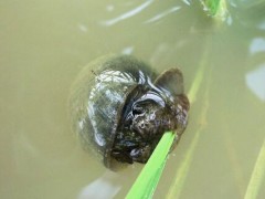 田螺对水草的危害