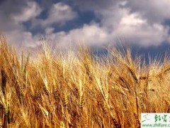 种小麦施用腊肥要三注意
