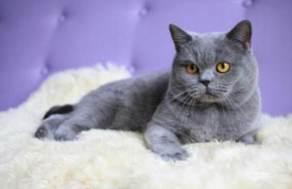 俄罗斯蓝猫市场价格多少钱一只 俄罗斯蓝猫和英国蓝猫的区别是什么