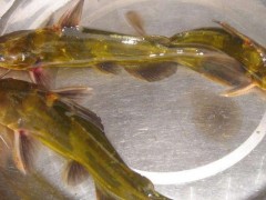 江黄颡鱼市场价格多少钱一斤,江黄颡鱼生活习性