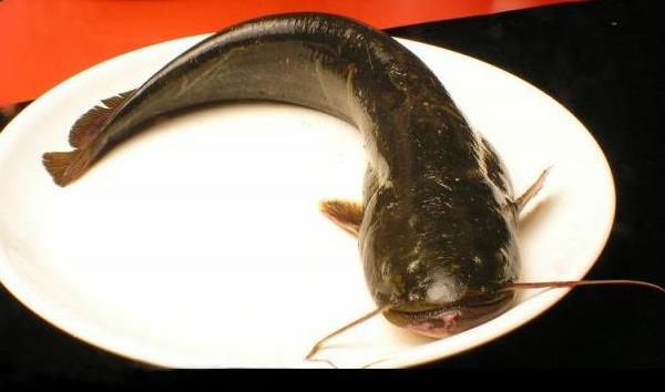 土鲶鱼市场价格多少钱一斤 土鲶鱼和鲶鱼的区别是什么