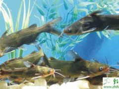 养殖黄颡鱼出血性水肿病的防治